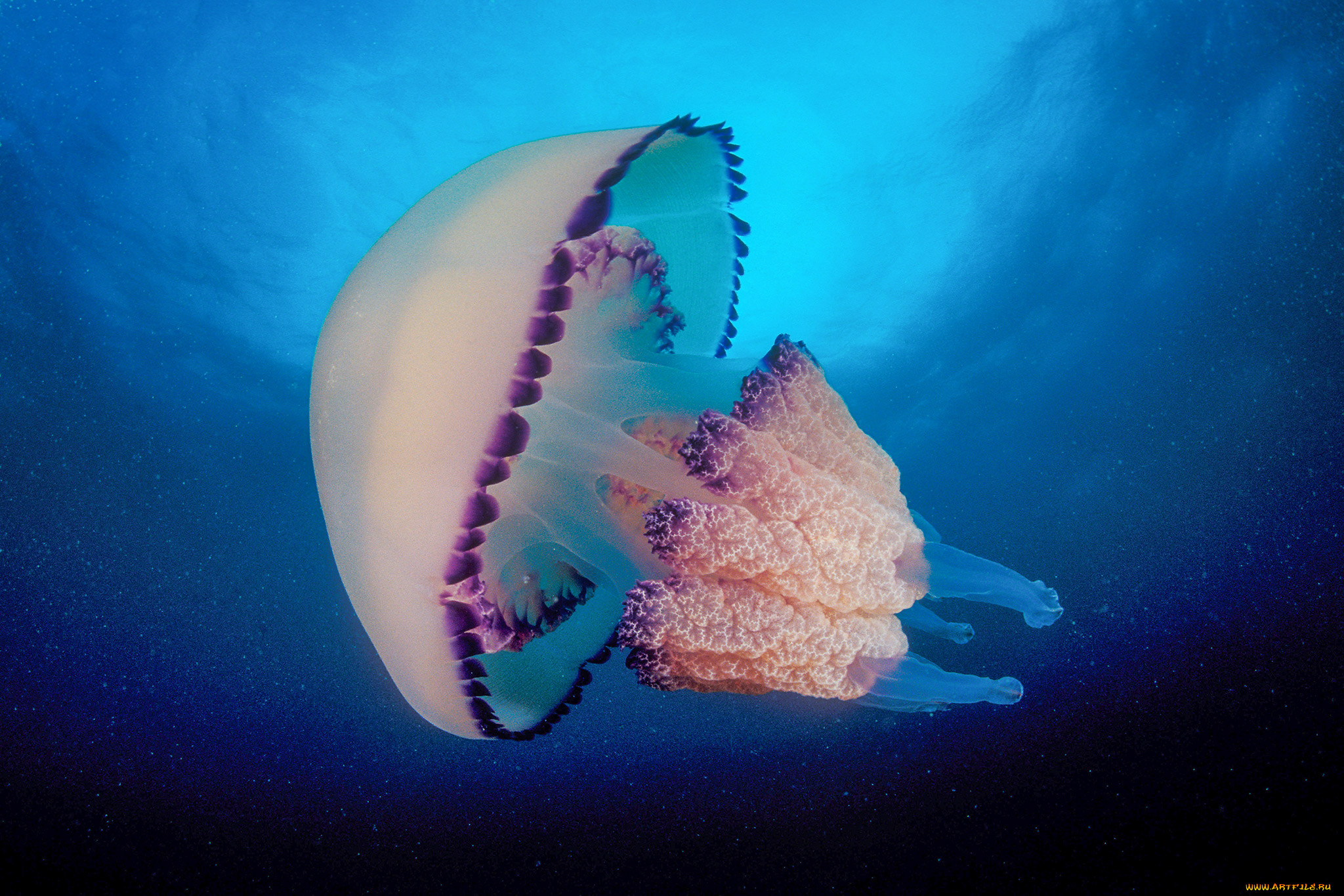 Обитатели моря. Морские обитатели медуза. Сцифоидные медузы. Большой Барьерный риф медузы. Морской.
